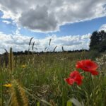 Nieuwe website in ontwikkeling